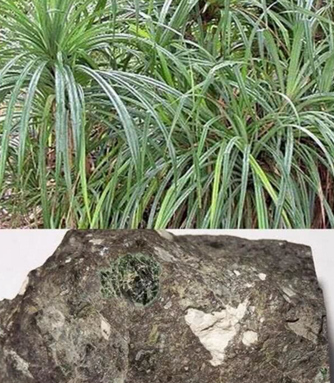 村民看到这种植物就"挖地三尺",底下的东西,让人疯狂不已