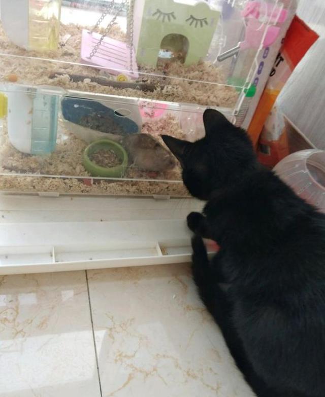 捡了一只黑猫回家,没几天后,它就盯上了家里的仓鼠
