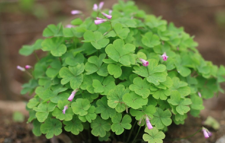 农村一种4叶野草,味道酸甜,曾是农村娃的零食,如今8元一斤