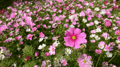 梅州最早的春天花开成海美如仙境当万物复苏望着眼前客家