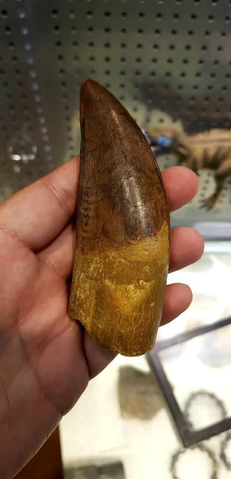 一颗巨大而且完整的鲨齿龙牙齿化石这颗牙的主人体长可能超过12米以