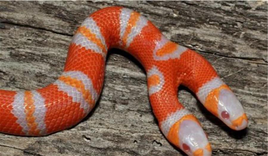 大自然中最"惊悚"的变异怪物,图一最罕见,最后一个是人类杀手