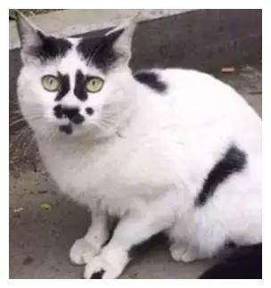 你见过最丑猫啥样？这些猫真的可以直接做表情包了……哈哈哈！