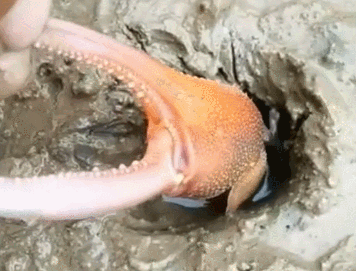 看到一小洞出现大蟹钳,以为是大螃蟹,拉出来却很小,这什么情况