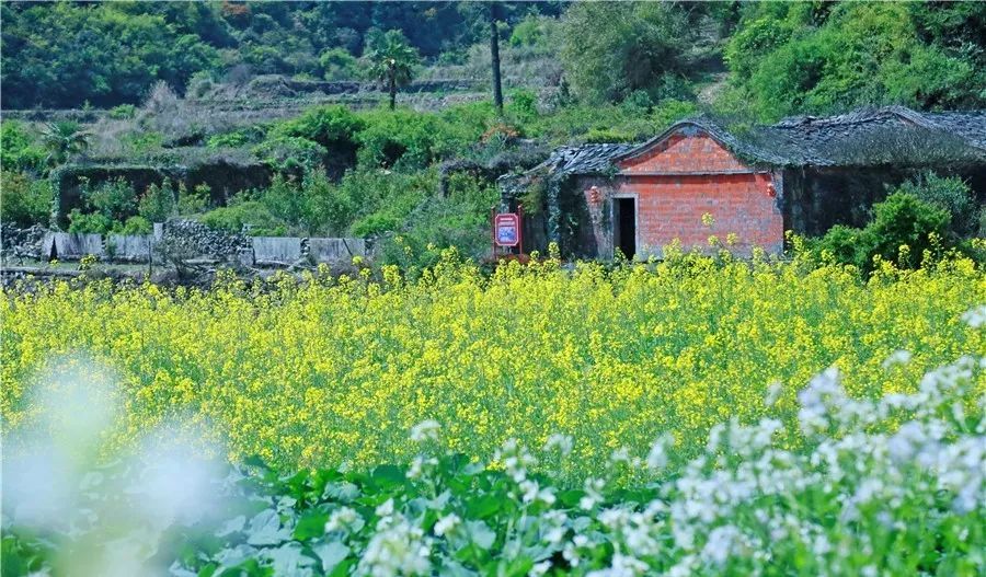 油菜花杨小玲(摄)恺哥(摄)恺哥(摄)黄速明(摄)春光无限,马甲镇炉田村