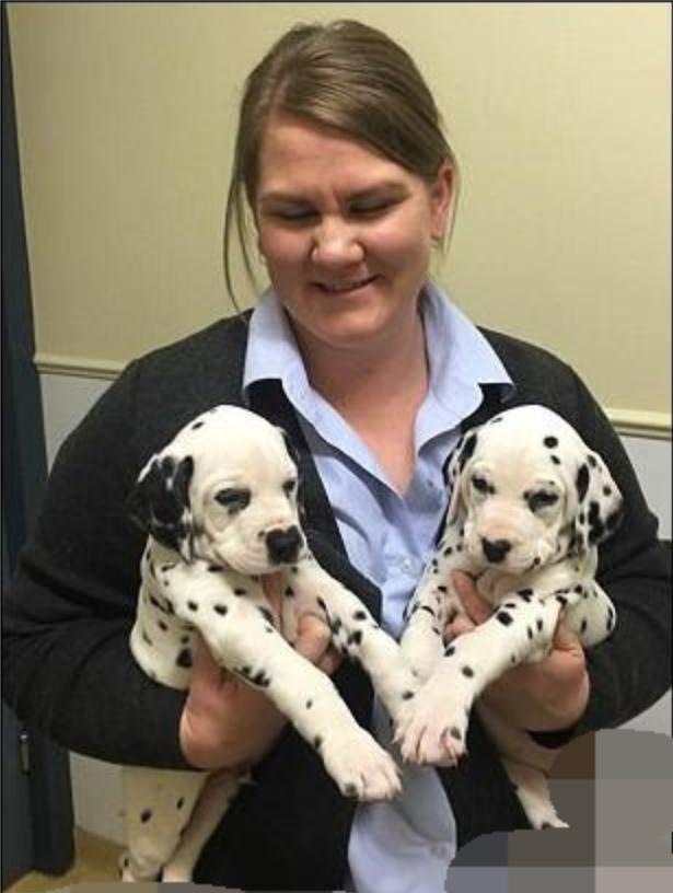 这是我见过的最伟大的狗妈妈