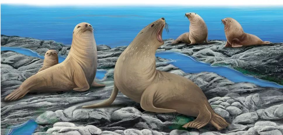 海洋科普| 不讲卫生的猛兽:南极海狗|海狮|海狗|南极_新浪新闻