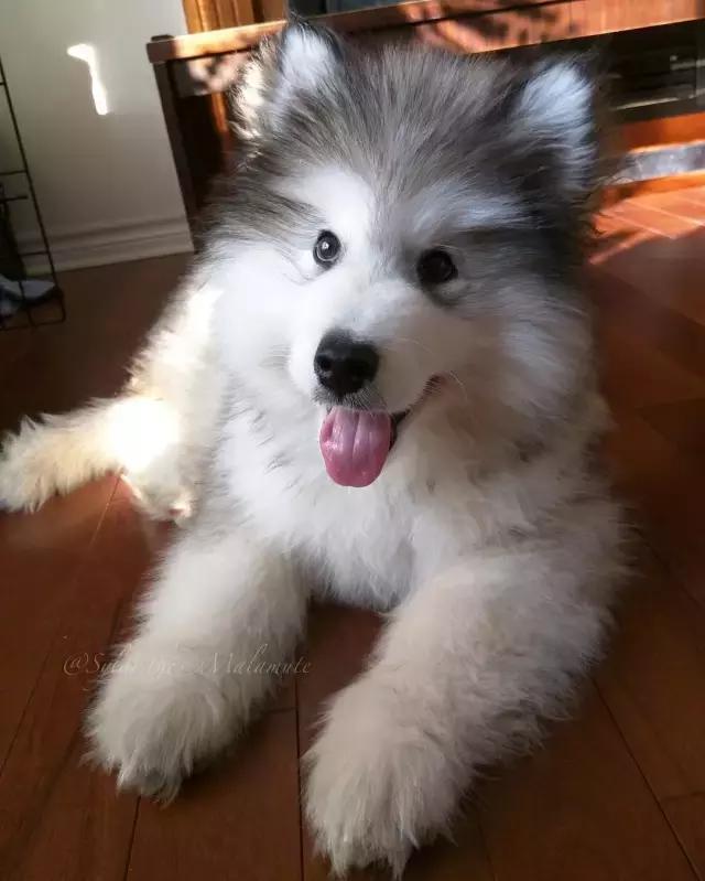 从软萌的小毛球变成超大的阿拉斯加抱抱熊,这个过程太治愈