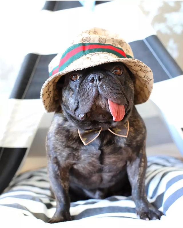 萌宠斗牛犬凭借无处安放的长舌头,成功晋升为人气网红!