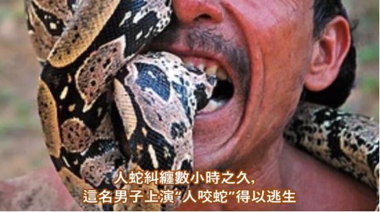 人咬蛇事件,肯尼亚男子被蟒蛇缠住,为保命不惜用嘴咬蟒蛇尾巴