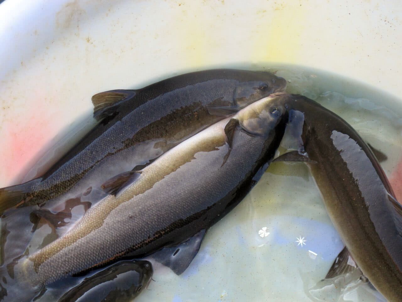 中国最顶级的8种鱼,吃过3种以上的要么是渔民,要么是土豪!