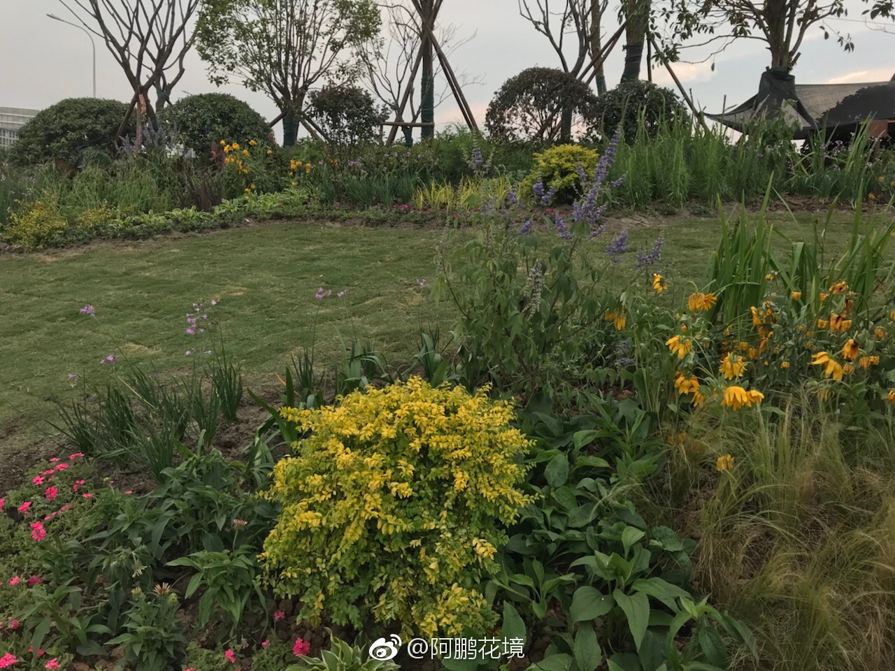 武汉项目花境完工甲方还没有协调好浇水熏陶