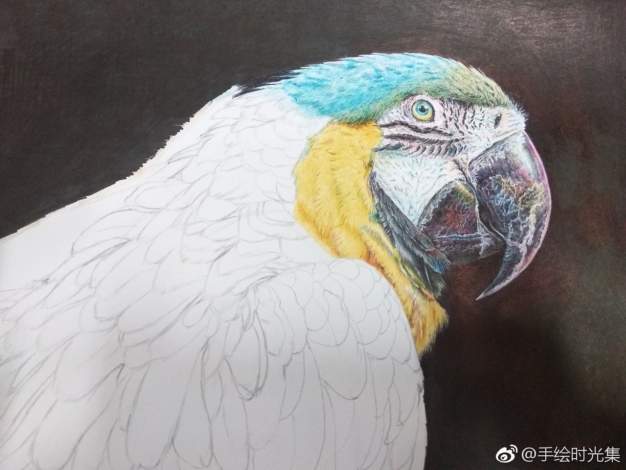 圆珠笔画鹦鹉 投稿( )