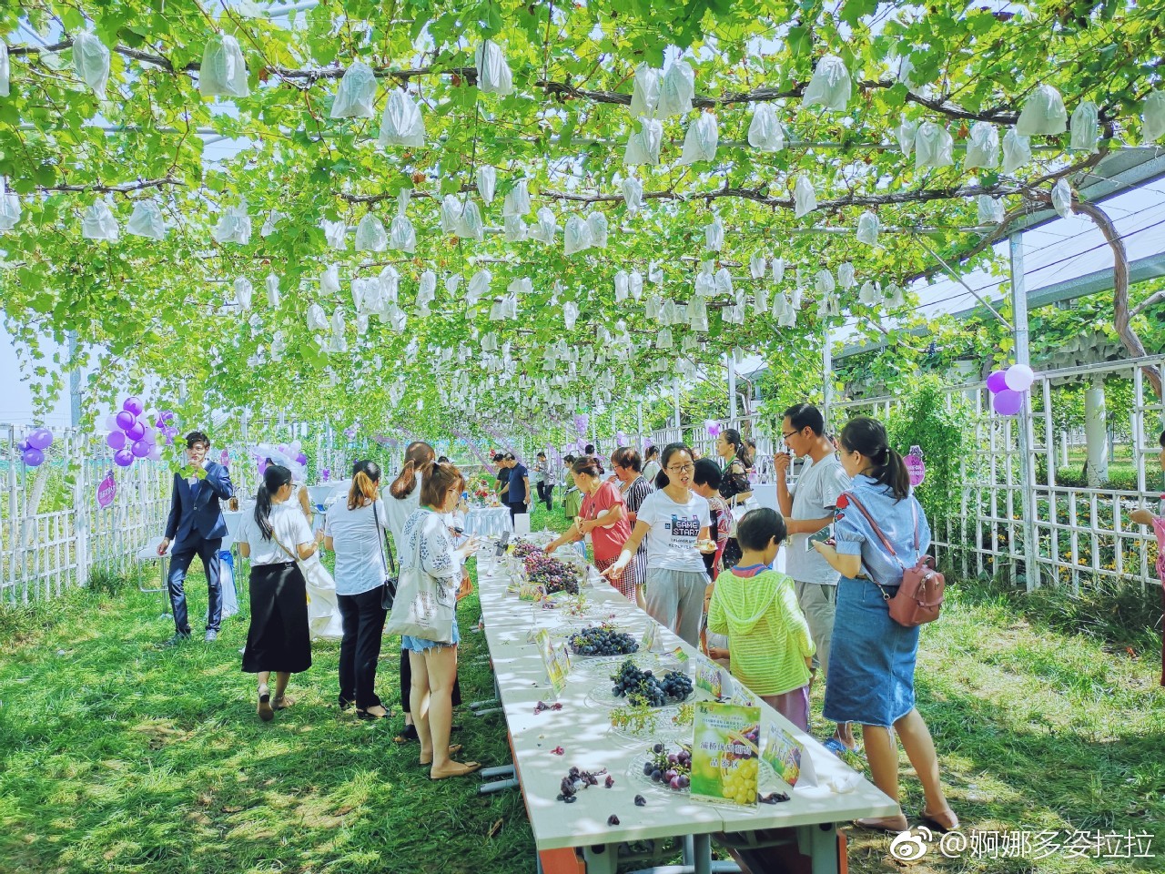 品甜美葡萄 赏金秋灞桥 2018灞桥葡萄采摘旅游季暨灞桥葡萄推介发布会