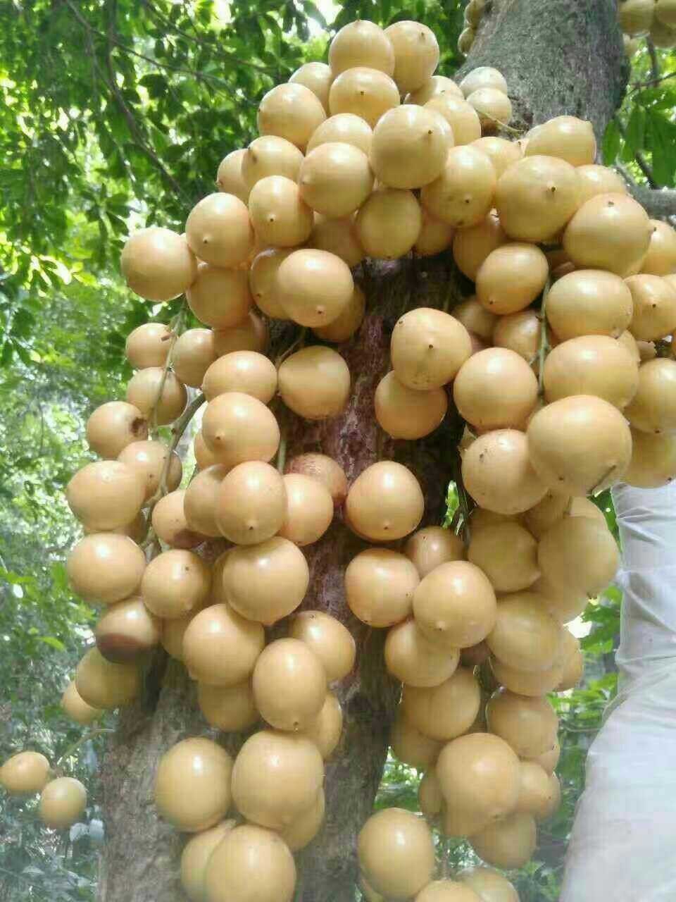 一种长似"龙眼"的水果,市面卖25一斤,有谁认识吗|龙宫|龙眼|水果_新浪