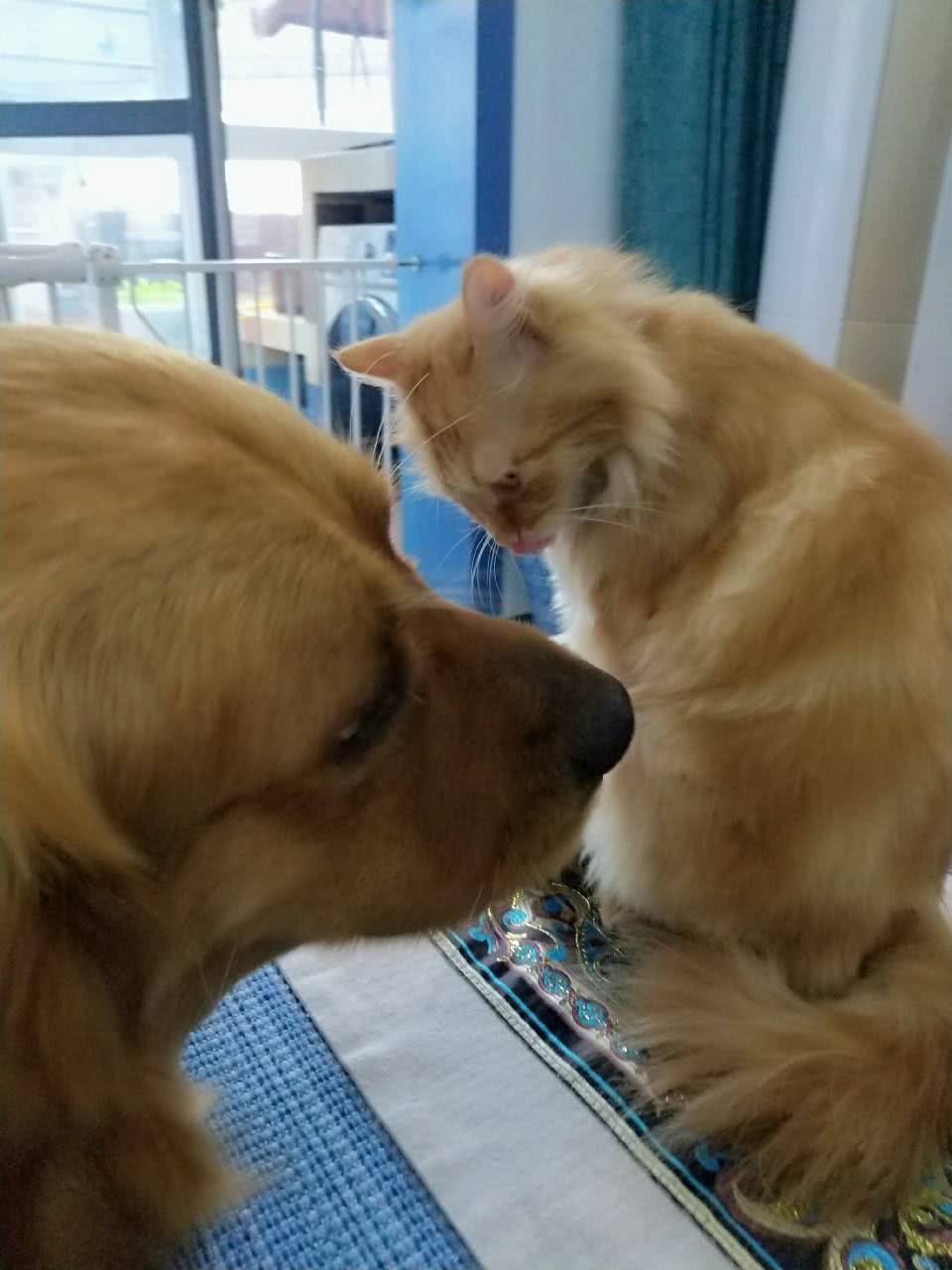 经过深情的对望之后,橘猫和狗狗很有默契的玩起了亲亲