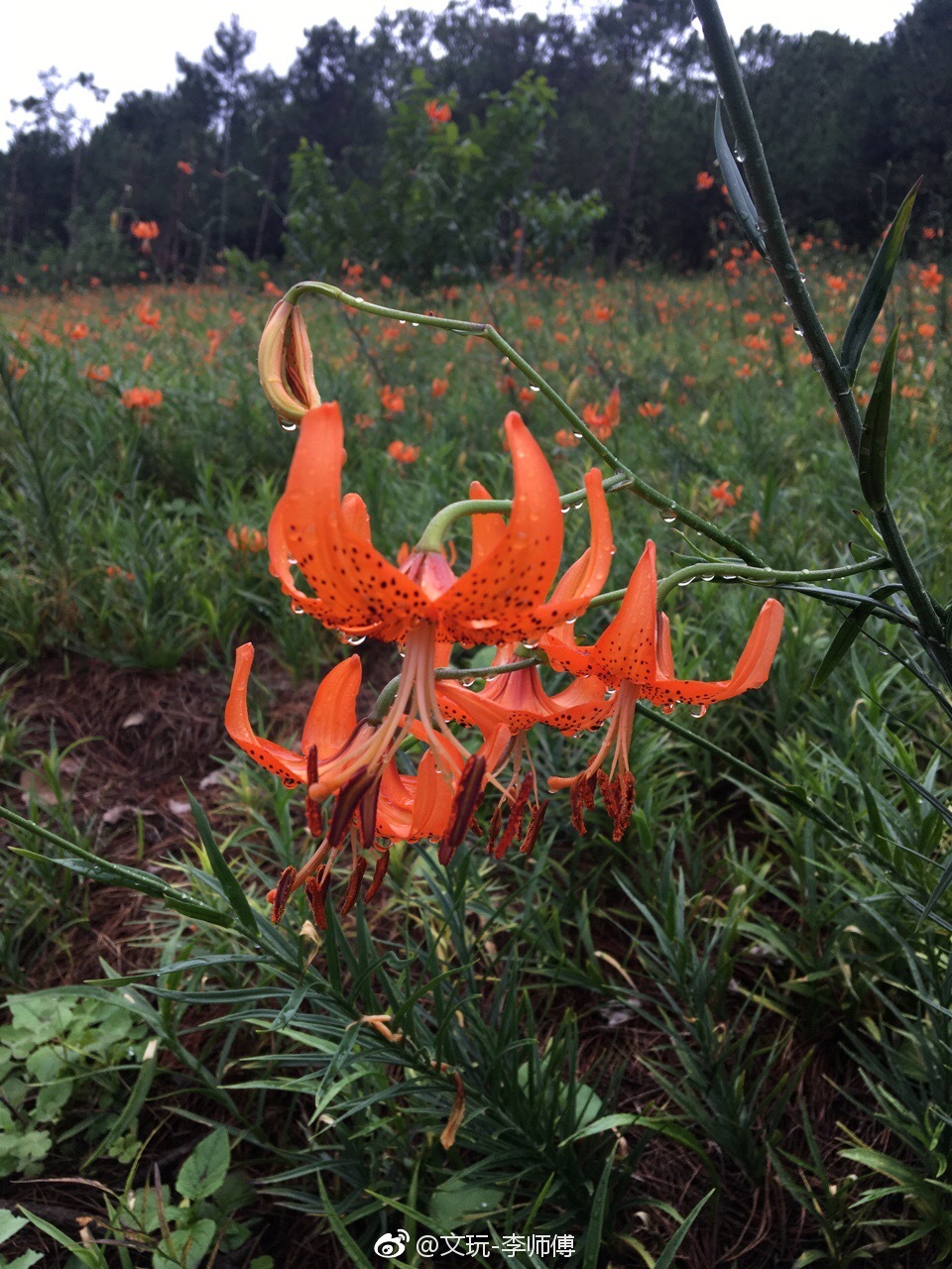 美丽朴实自然的乡下美景