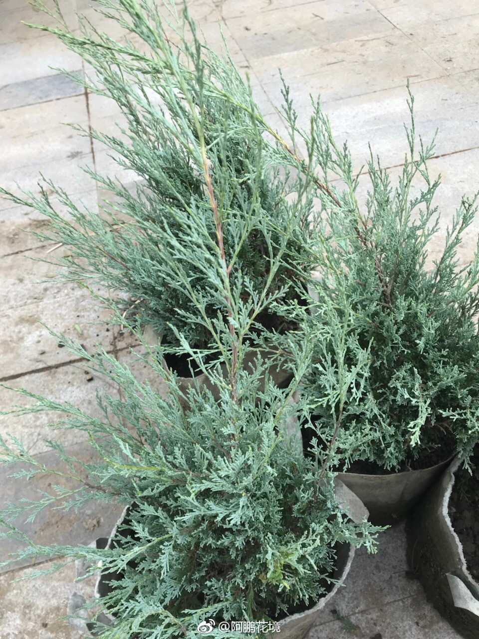 柏树来认识下品种