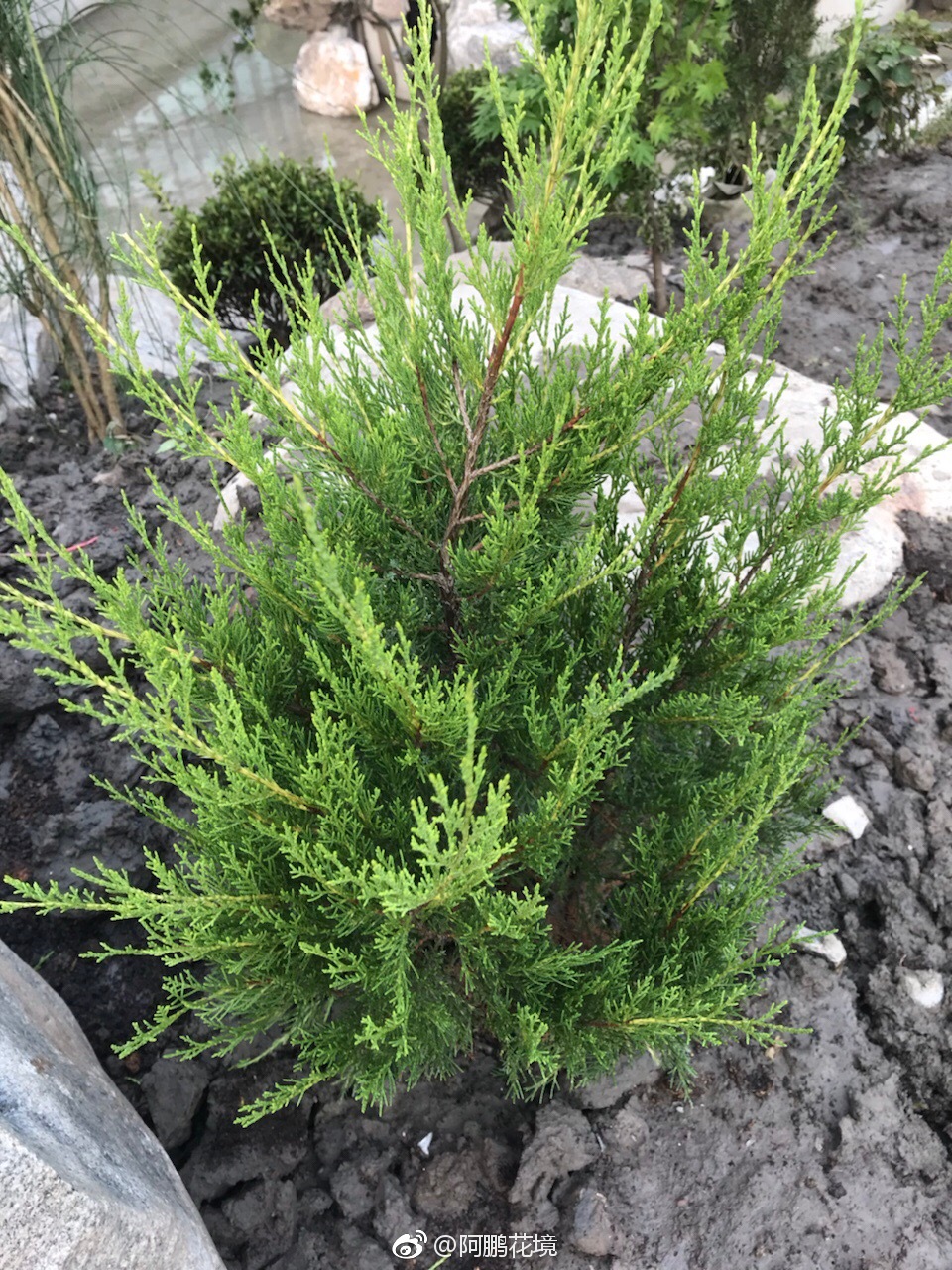 柏树来认识下品种