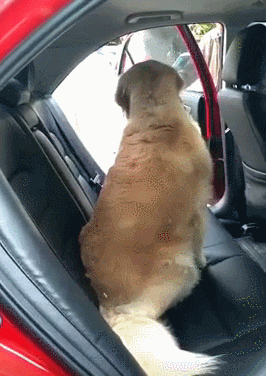 主人上婚车,大金毛抢先一步占了新郎座位,舍不得离开甘愿当陪嫁