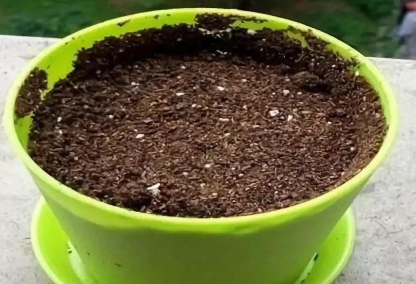 入秋后撒把种子,一开一大片,满阳台挤不下!|播种|草花|定植_新浪新闻