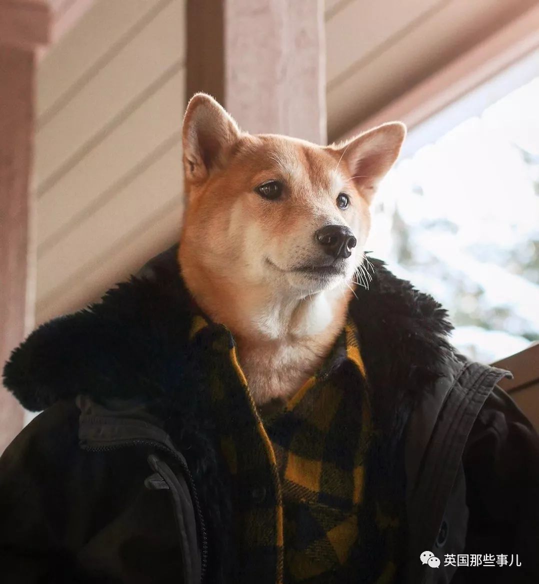 被称为男装狗的柴犬真的有被它帅到啊