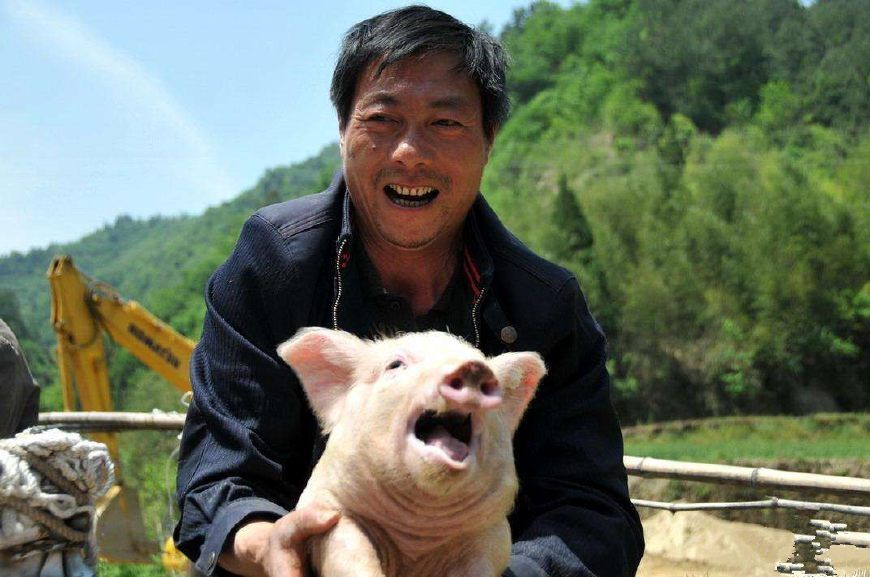 养殖户迎来春天,猪价持续上涨,但最开心的却是这两类人