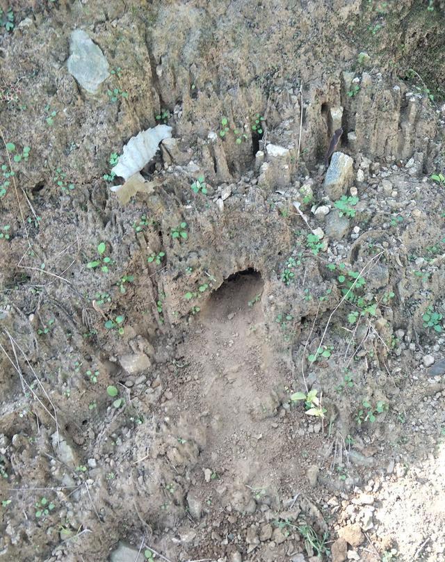 扒老鼠窝是件非常有意思的事,既能为民除害还有意外惊喜.