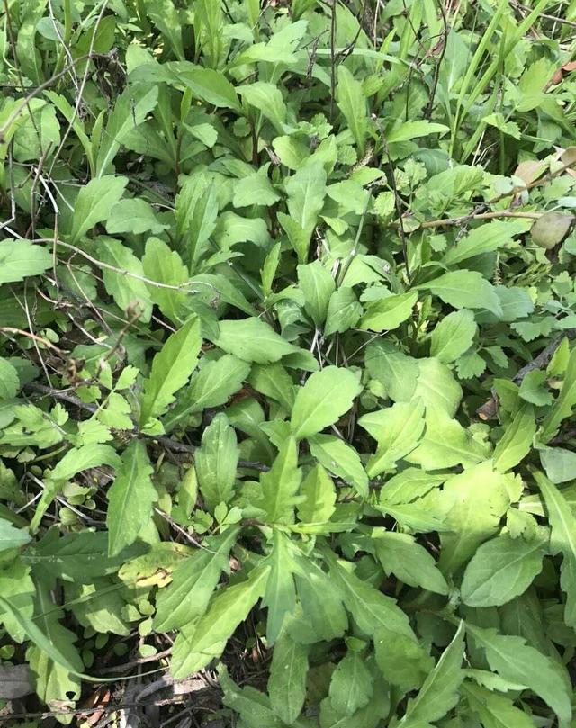 现在很少食用,到时一些城里养生之人对它情有独钟它的学名叫做马头兰