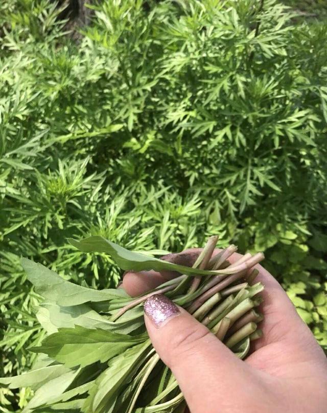 农村路边一堆堆, 农民当草城里人当宝, 你认识吗?