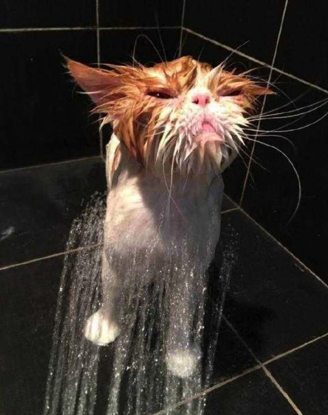 猫咪私密洗浴照被公开看到它们的表情我觉得我是个罪人