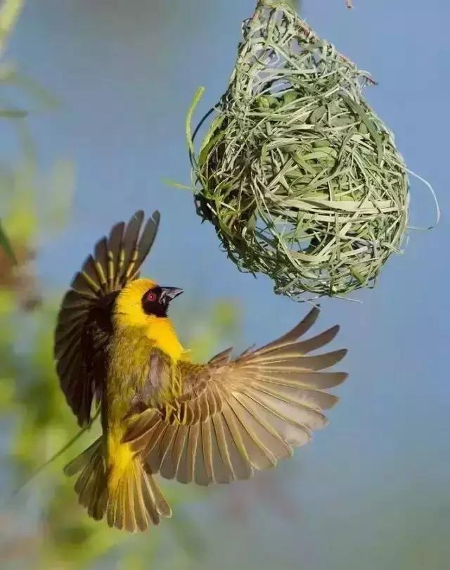 这才是真正的鸟巢!鸟儿的家!