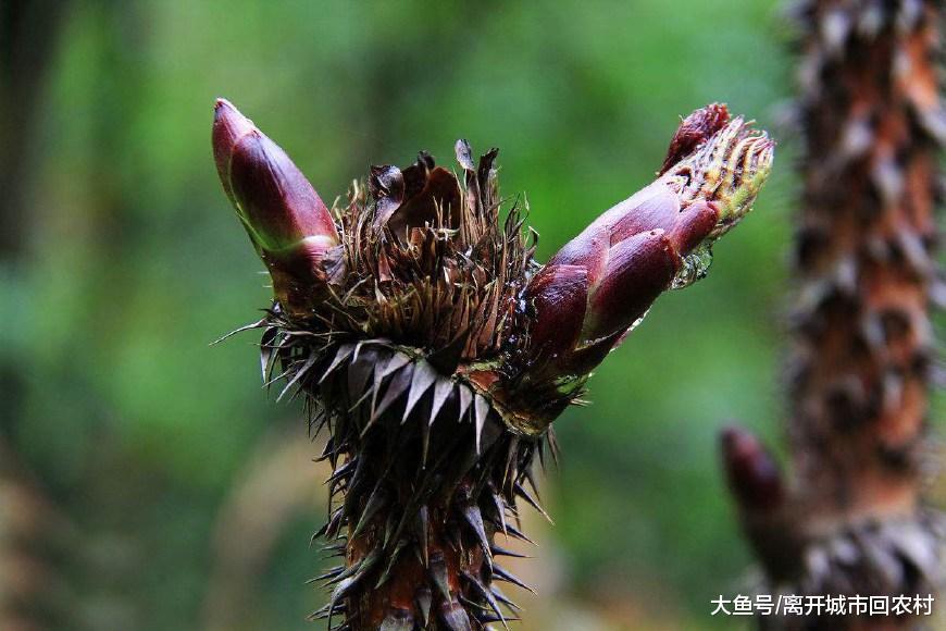 一种带刺的树, 人称“鹊不踏”, 皮是治病良药, 嫩芽还是稀罕野菜|嫩芽|野菜|刺老芽_新浪新闻
