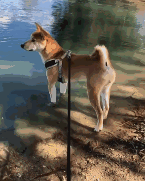 汪的眼里只有主人,其他什么都看不到|柴犬|主人|狗子_新浪新闻