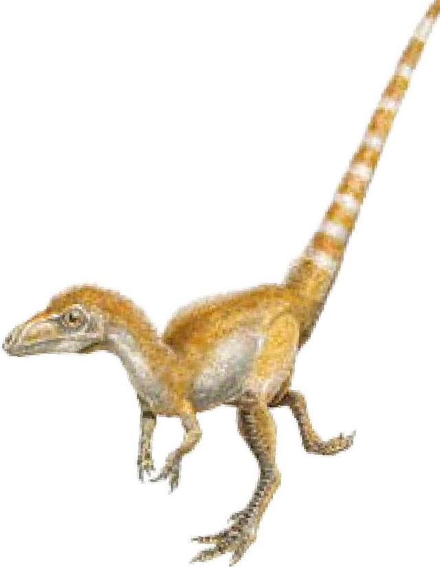 中华龙鸟虚骨龙类的原始祖鸟,窃蛋龙类的尾羽龙,镰刀龙类的北票龙,驰