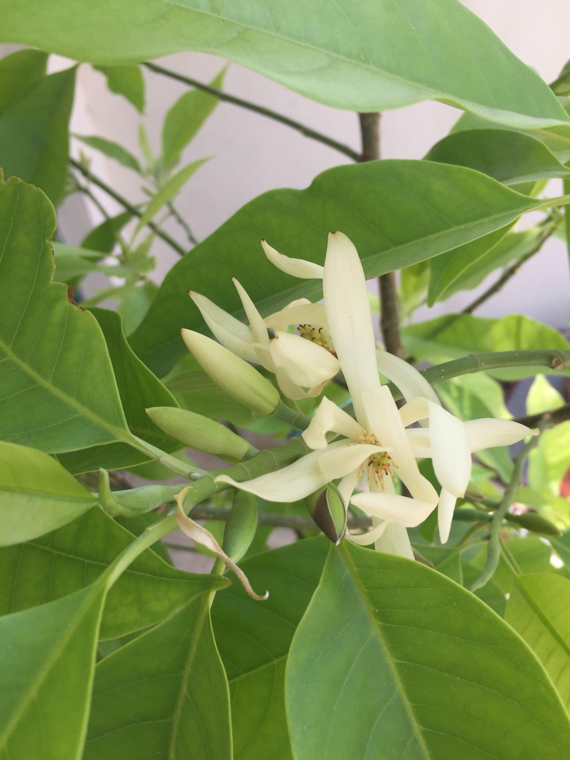 养白兰花就3招白兰长得又矮又茂盛花朵呼呼开又大又香