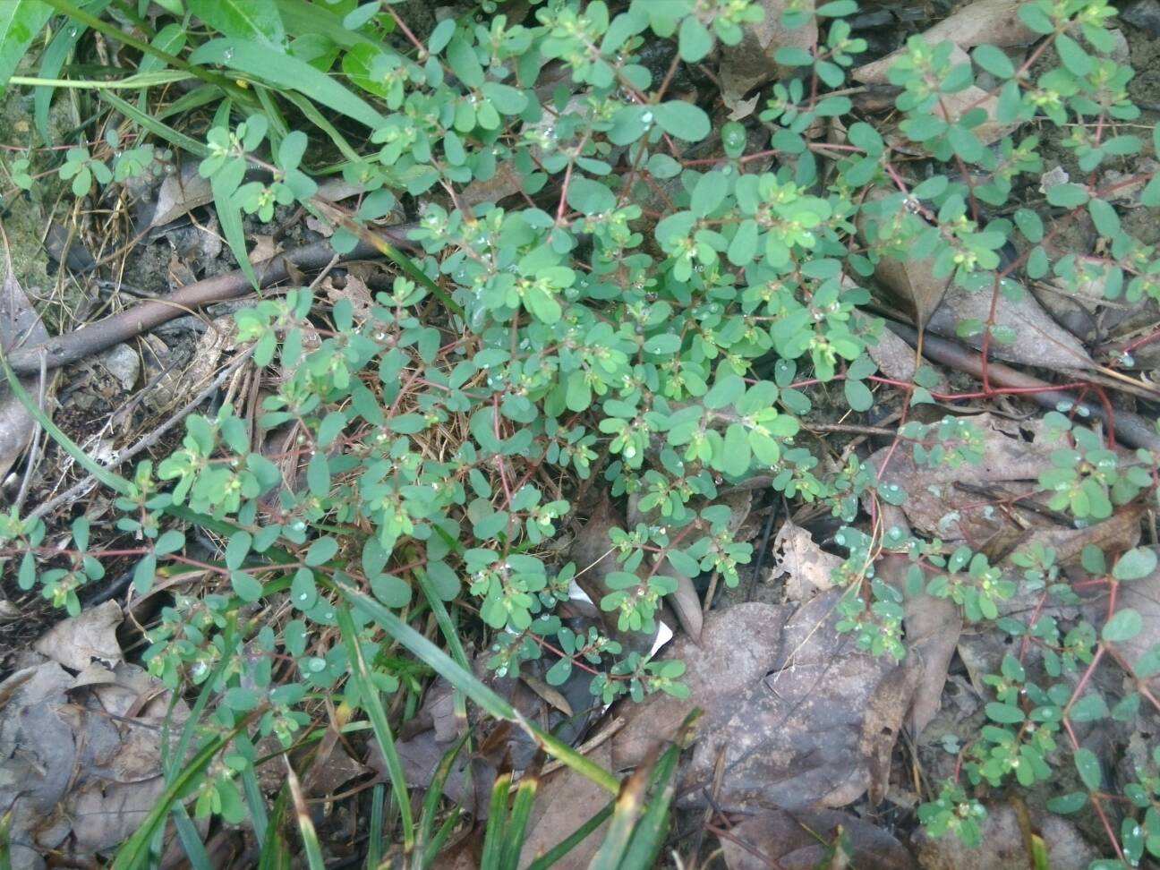 农村田里的杂草,曾让农民讨厌,如今一斤16元成女性"救命草"