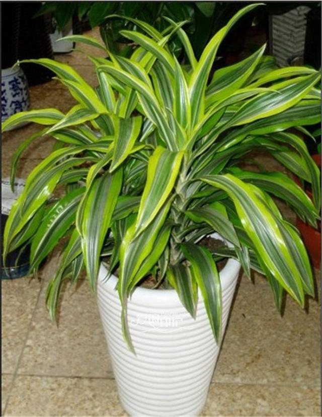 种植方法教你分清巴西木和巴西美人铁!|巴西美人|巴西木|植株_新浪网