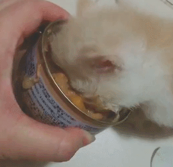 猫罐头里所含的营养不能满足猫咪的需求,猫粮属于湿粮,长期给猫咪吃