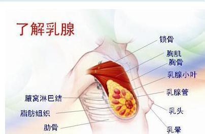 乳腺增生|症状|肿块_新浪新闻