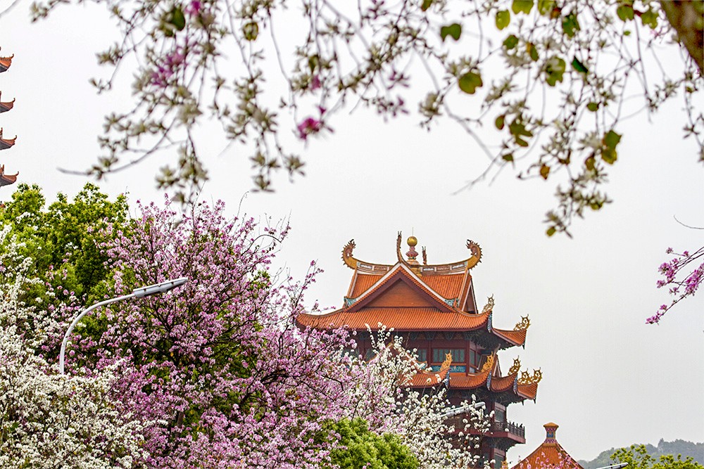 这么多年,终于来西禅寺工业路拍了羊蹄甲,真是醉倒一大片