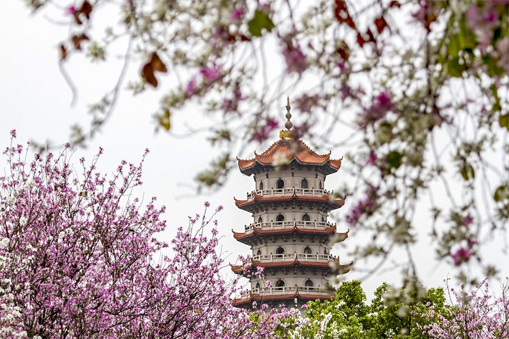 这么多年,终于来西禅寺工业路拍了羊蹄甲,真是醉倒一大片