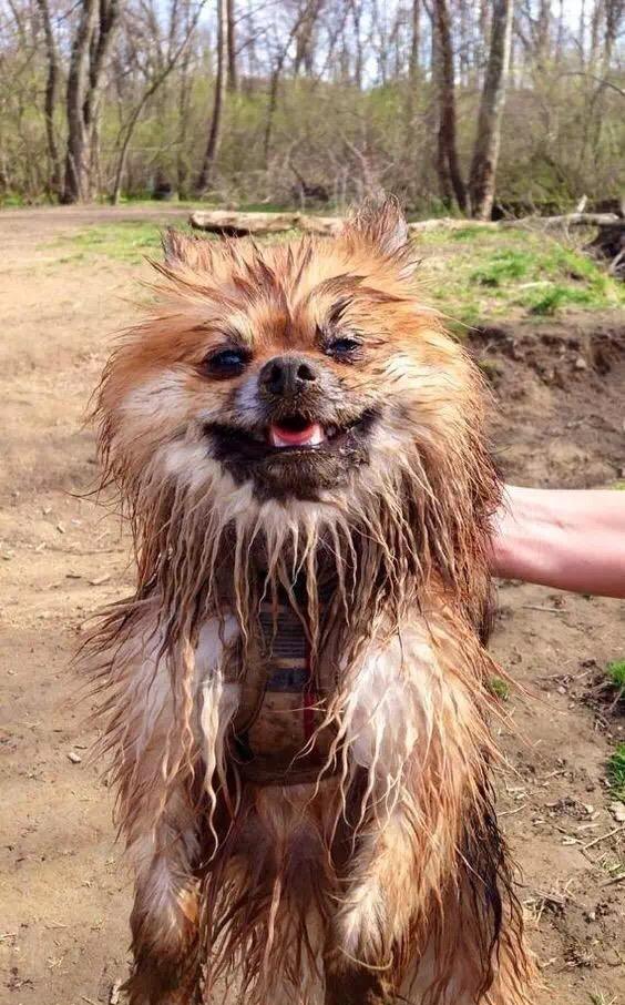 总有那么些狗,脏到铲屎官怀疑人生.