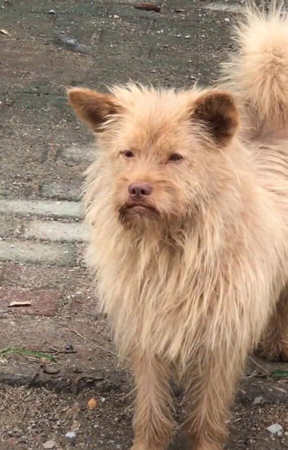 偶遇一只像人的狗狗狗子一扭过头完全像人脸表情