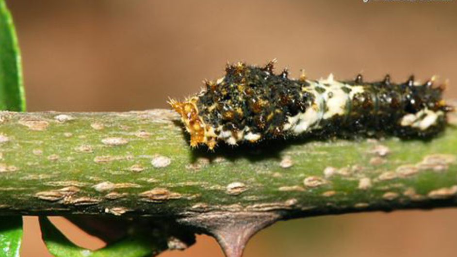 自然界连鸟粪都可能是伪造的?一种飞蛾依靠伪装成排泄物生存