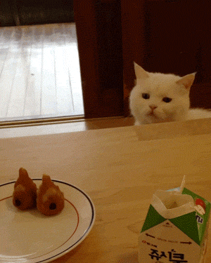 再难伺候不过喵星人,一个不对味就给你掀饭盆!