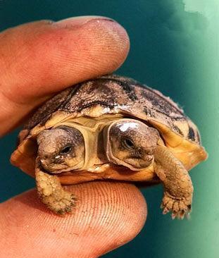 那些发生奇特基因突变的动物世间非常罕见