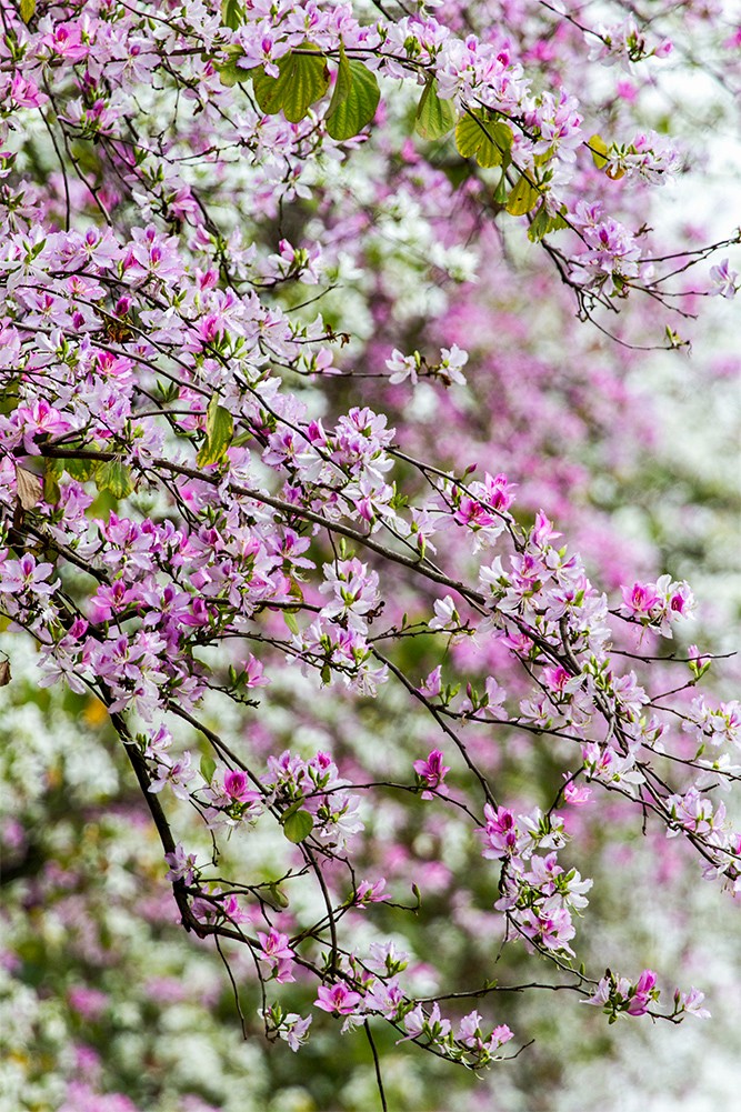 这么多年,终于来西禅寺工业路拍了羊蹄甲,真是醉倒一大片