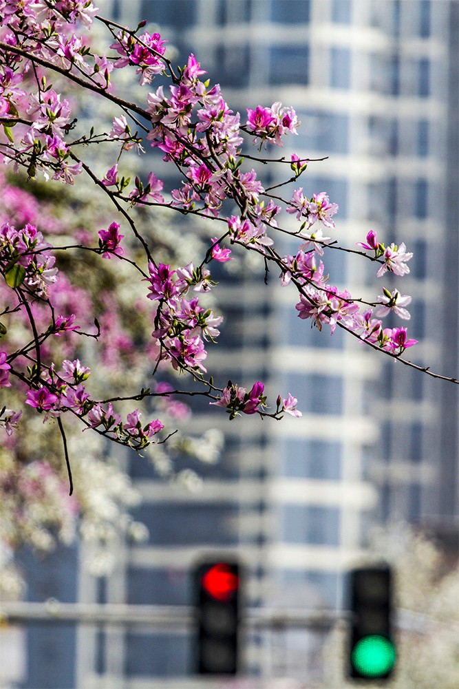 这么多年,终于来西禅寺工业路拍了羊蹄甲,真是醉倒一大片