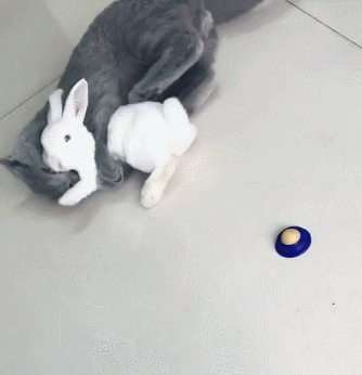 兔子吃猫糖,猫:猫了个咪的,看我的锁喉,网友:它是出气筒吗